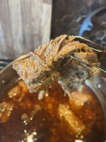 IMG_4854.jpeg