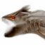 ratskull